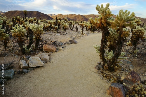 Cholla Cactus Garden, Joshua Tree National Park, USA