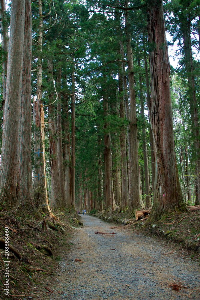 Obraz premium 戸隠神社・奥社参道／長野県長野市