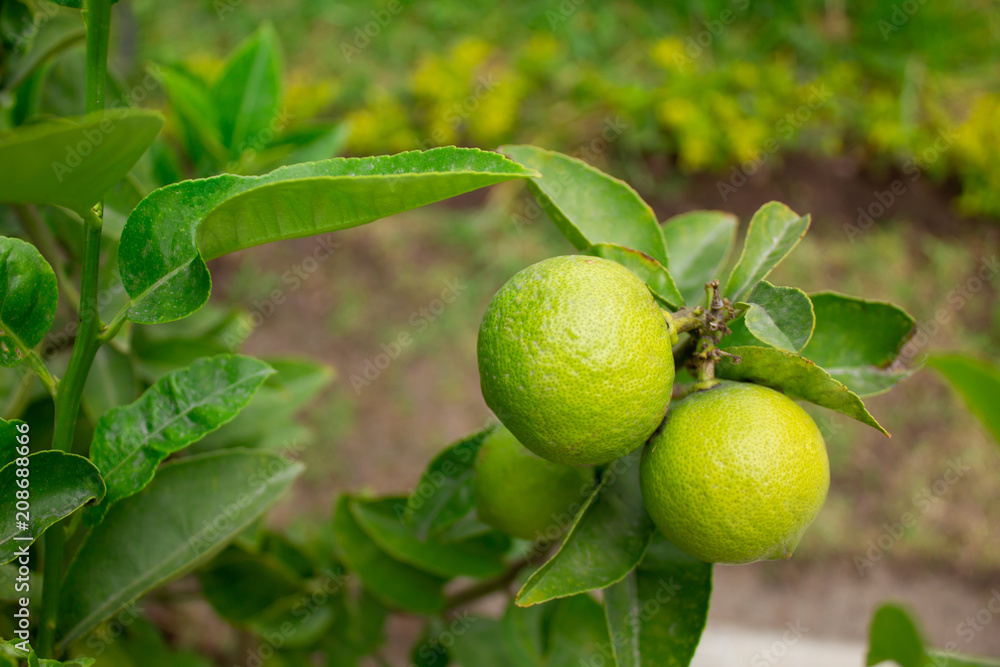 Lemons hanging on a bush
