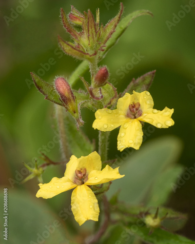 Close-up of Variable-leaved Goodenia (Goodenia heterophylla) - NSW wildflower