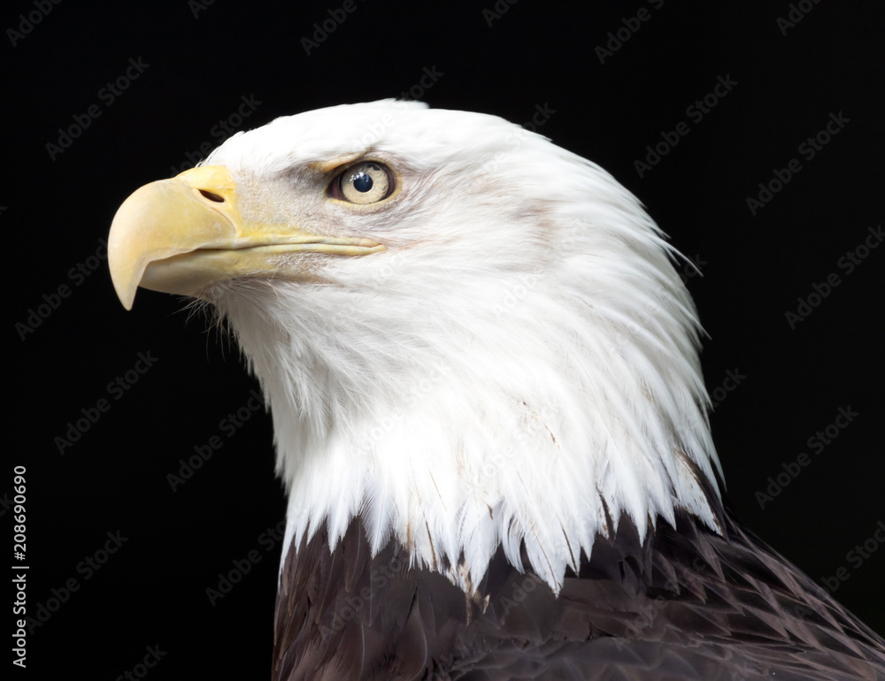 Bald Head Eagle Head Bald Head Eagle Head