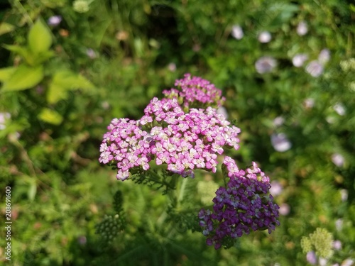 green plant with purple or violet flowers
