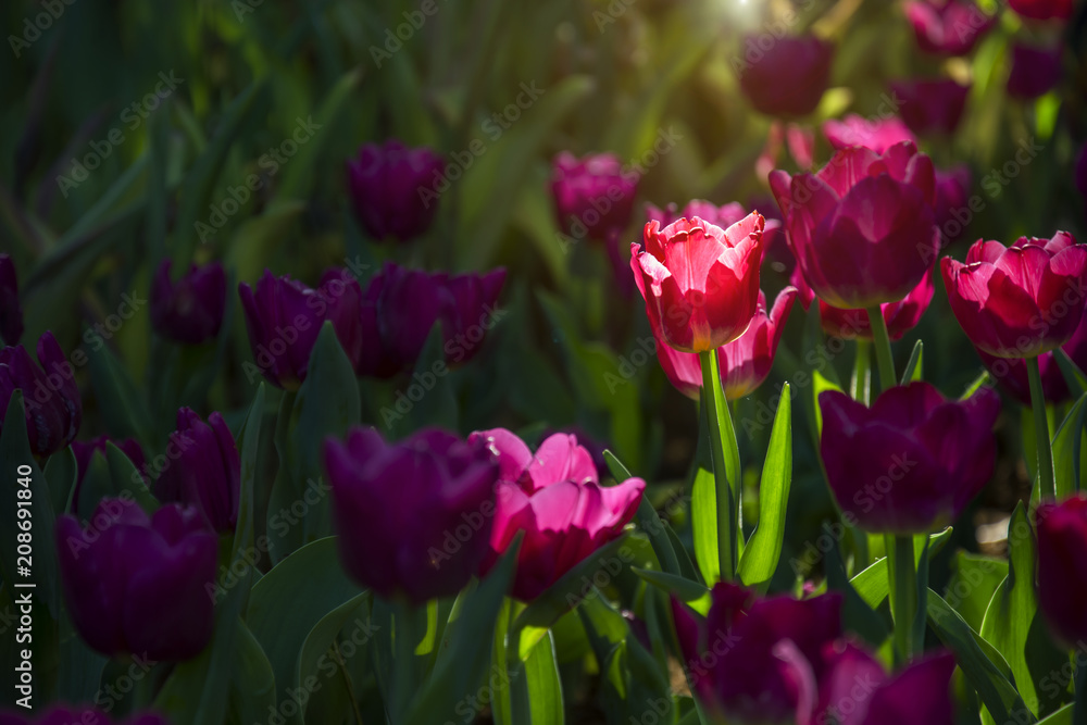 Blooming beautiful purple spring tulips flowers garden background with lens flare lighting effect