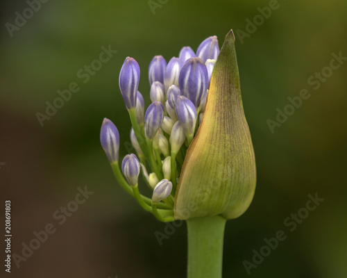 Close-up of Emerging Agapanthus Flower Bud