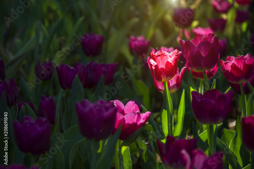 Blooming beautiful purple spring tulips flowers garden background with lens flare lighting effect