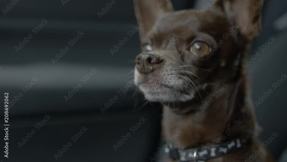 Close up chihuahua dog in a modern SUV vehicle Close up chihuahua dog in a modern SUV vehicle