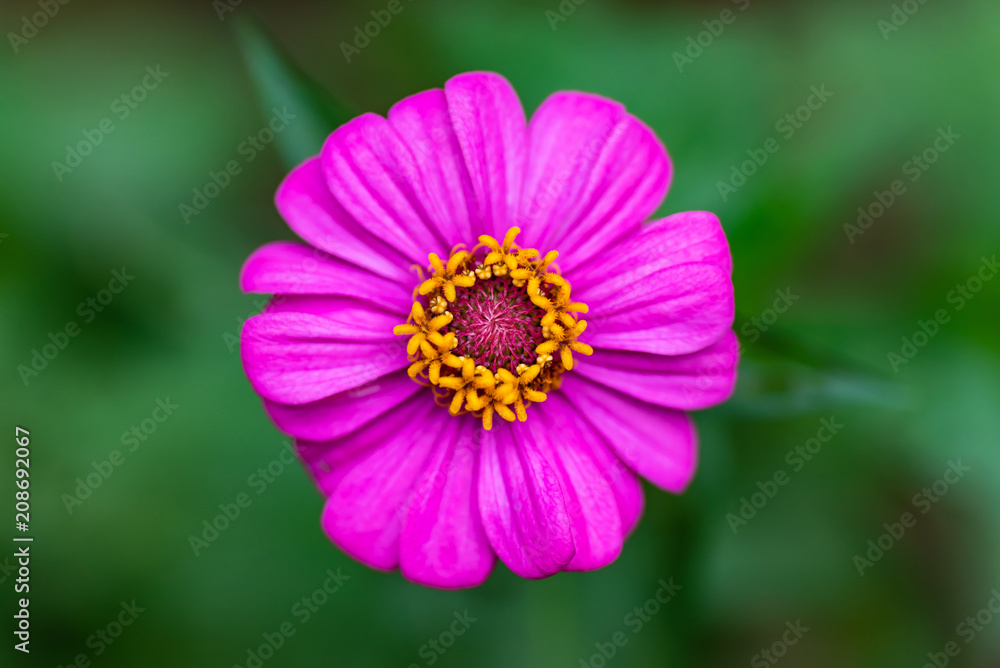 Close up of pink Zinnia flower (Zinnia violacea Cav.) in a garden Close up of pink Zinnia flower (Zinnia violacea Cav.) in a garden