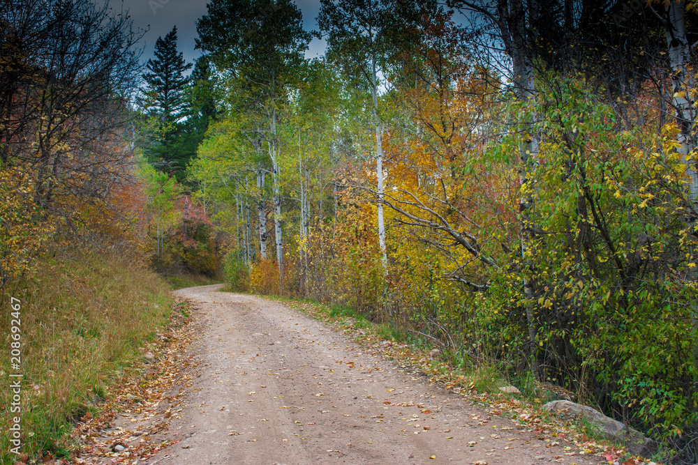 Fototapeta premium Autumn Road