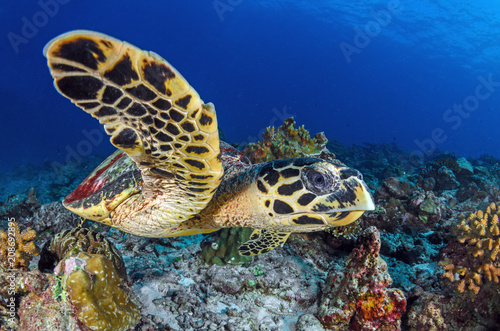 Hawksbill sea turtle  eretmochelys imbricata 