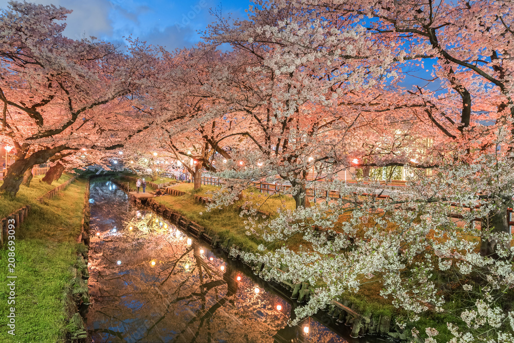 Japanese Sakura cherry blossom with small canal in spring season Japanese Sakura cherry blossom with small canal in spring season