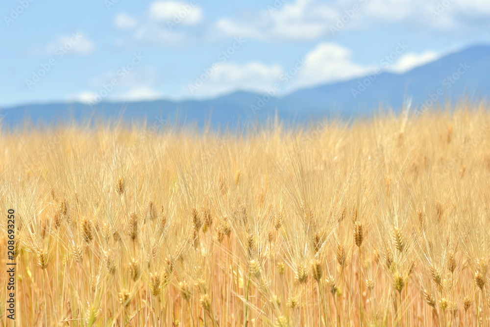 大麦畑