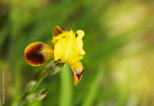 Fototapeta Naklejka Na Ścianę i Meble -  Close-up of iris flower is growing in a garden.