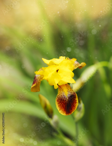 Fototapeta Naklejka Na Ścianę i Meble -  Iris flower is growing in a garden.