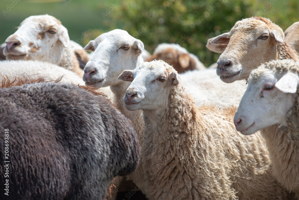 Obraz premium Herd of sheep on a grassy plain.