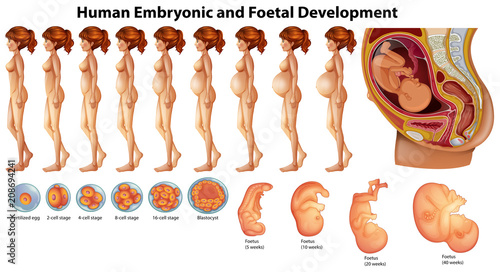 Vector of Human Embryonic and Foetal Development photo