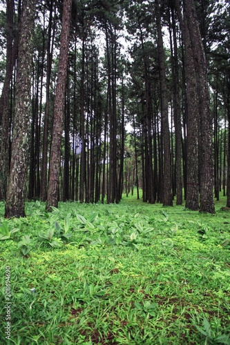 Fototapeta Naklejka Na Ścianę i Meble -  Grasslands and pine in rainy season.