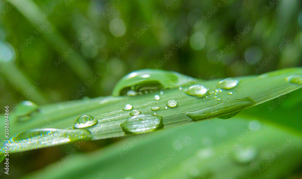 Green leaf of bamboo and water droplets close-up. Detail of a wet exotic plant after a tropical rain outdoors. Green leaf of bamboo and water droplets close-up. Detail of a wet exotic plant after a tropical rain outdoors.
