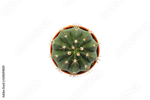 Top view of Cactus in pot on white background.