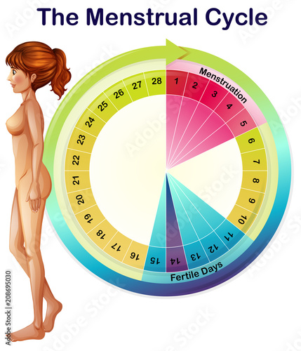 A Vector of the Menstrual Cycle