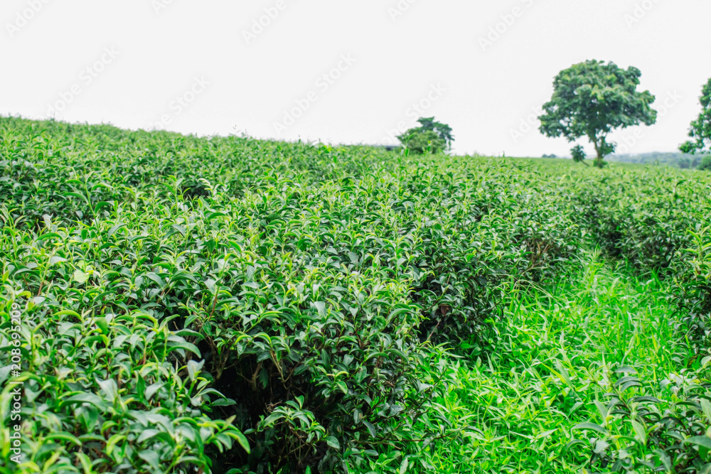 Tea of refreshing in nature. Tea of refreshing in nature.