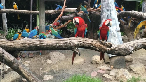 Wallpaper Mural Beautiful Macaw bird sitting on the perch Torontodigital.ca