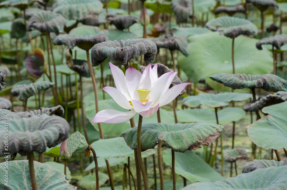 single colourful and fresh lotus