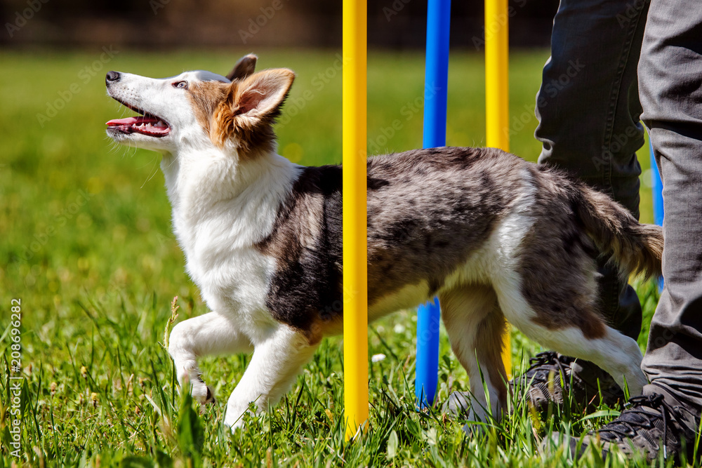 Kleiner Hund oder Welpe läuft durch Slalom Stangen, Agility und  Beschäftigung Stock Photo | Adobe Stock