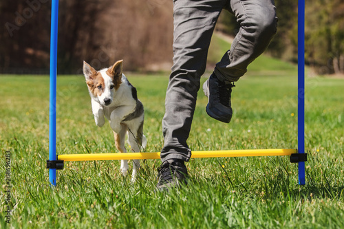 Fototapeta Naklejka Na Ścianę i Meble -  Agility mit einem jungen Hund oder Welpen, Mann und Tier hüpfen über Hinderniss