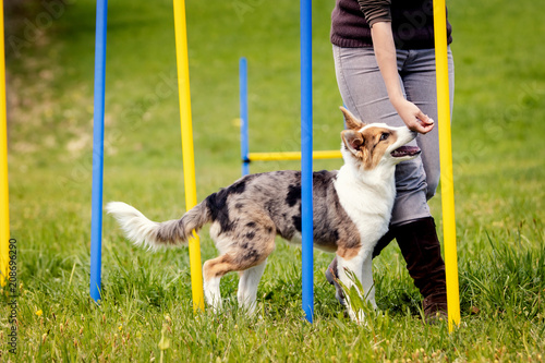 Billede på lærred Welpe läuft durch einen Parcour, Agility und Konzentration bei einem Hund