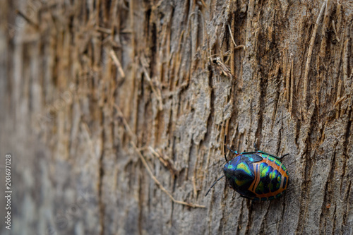 Rainbow Shield Bug walking across tree bark.  Calidea dregii