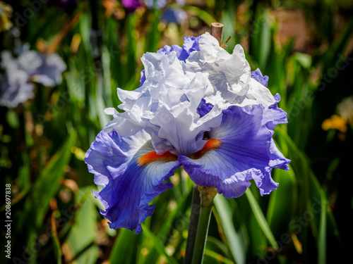 Fototapeta Naklejka Na Ścianę i Meble -  Iris