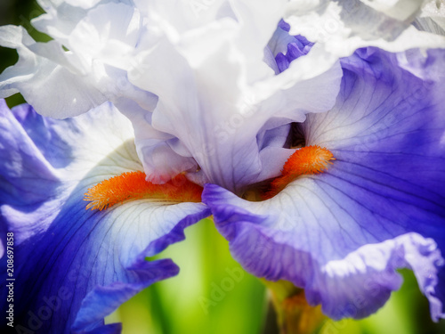Fototapeta Naklejka Na Ścianę i Meble -  Iris