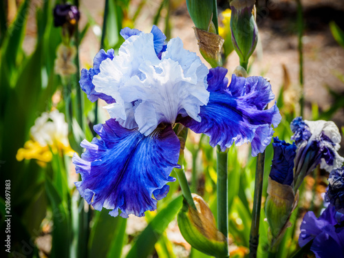 Fototapeta Naklejka Na Ścianę i Meble -  Iris