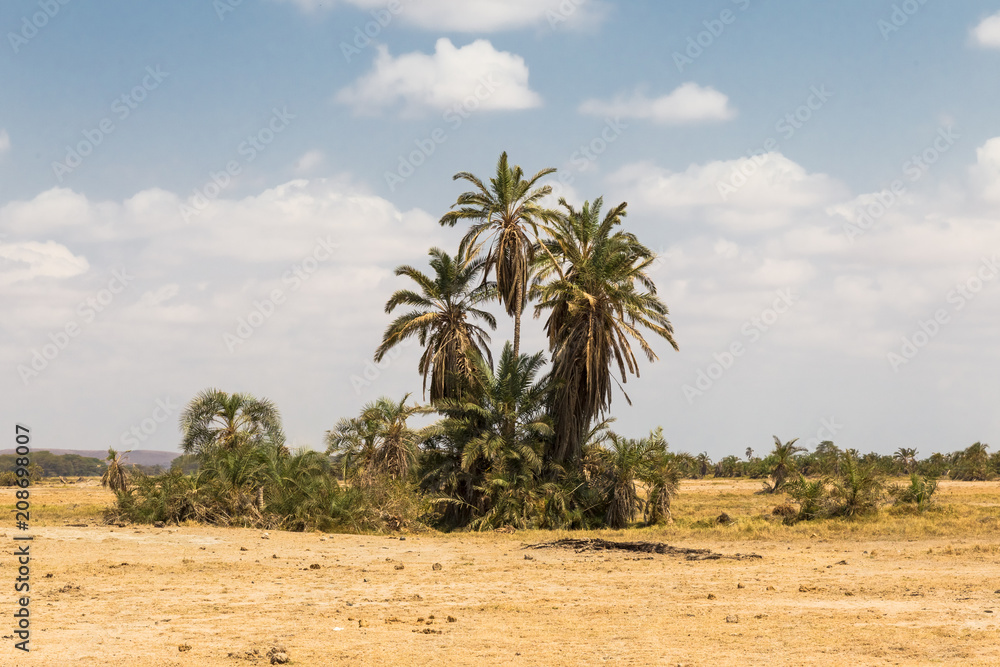 A small oasis in the savannah. Amboseli, Kenya A small oasis in the savannah. Amboseli, Kenya