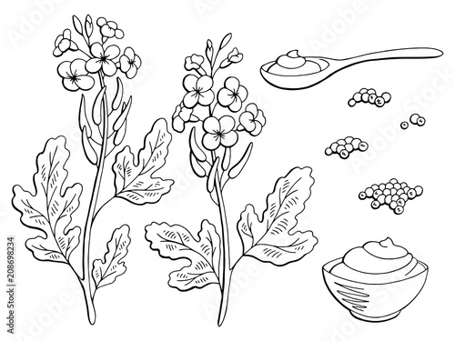 Mustard plant graphic black white isolated sketch set illustration vector