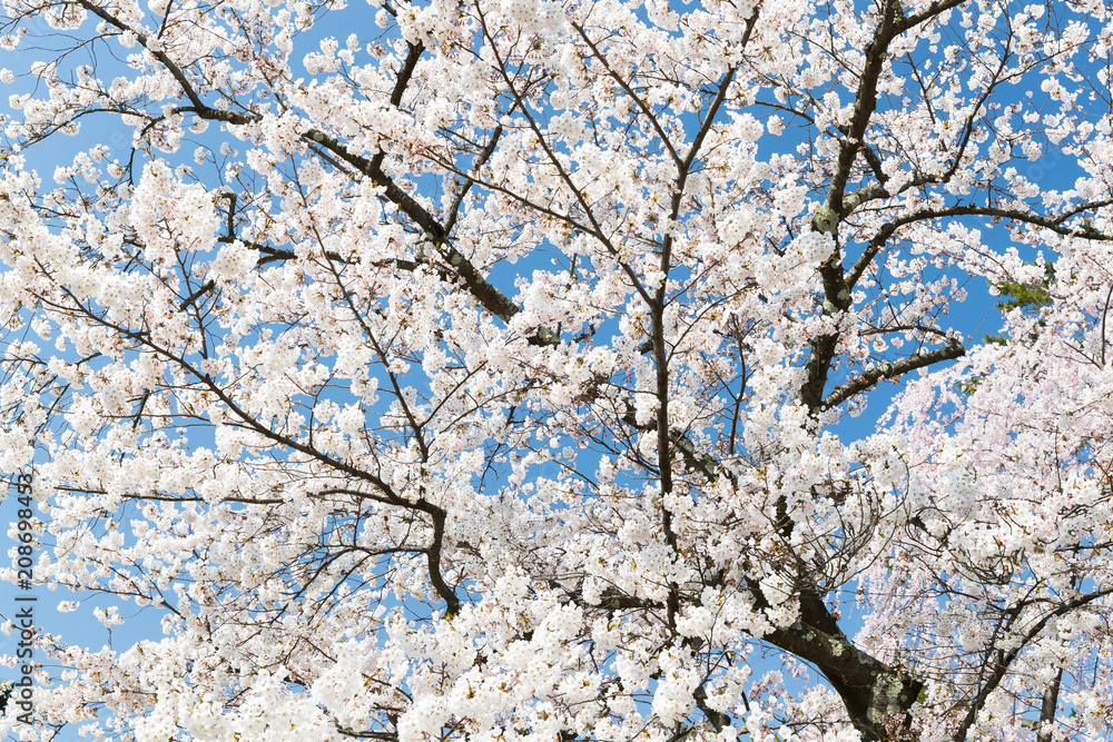 Japanese Sakura cherry blossom in spring season Japanese Sakura cherry blossom in spring season