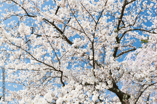 Japanese Sakura cherry blossom in spring season