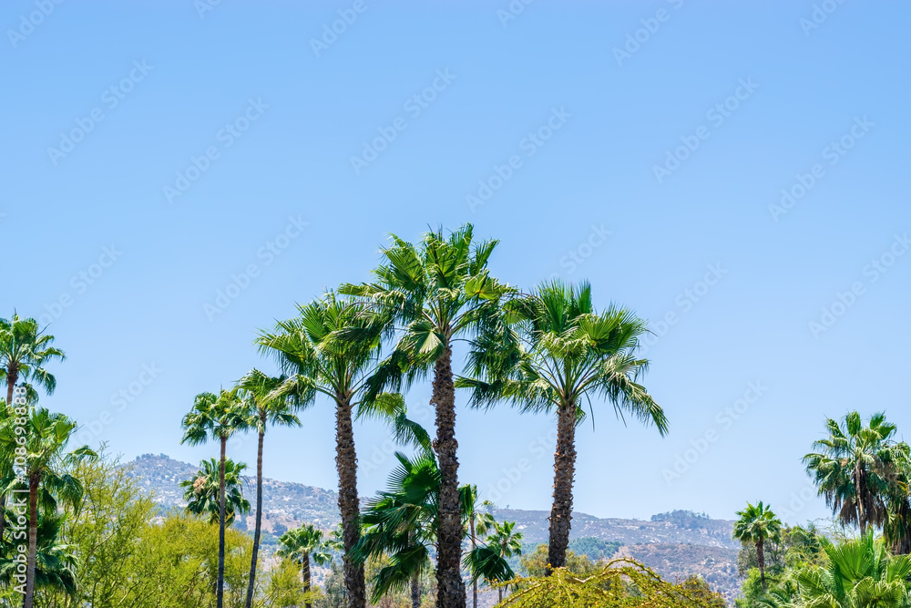 Palm trees skyline with blue sky for text