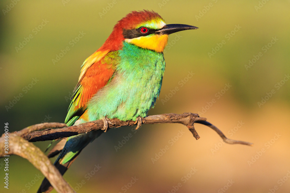 couple of exotic birds on a beautiful branch