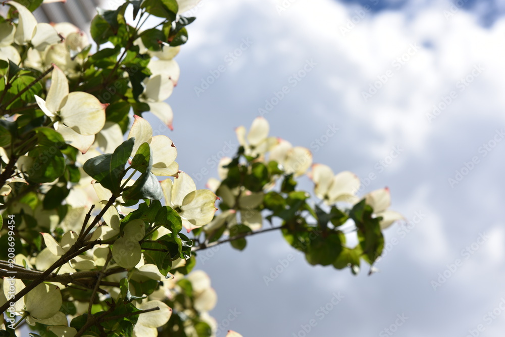 flower flower