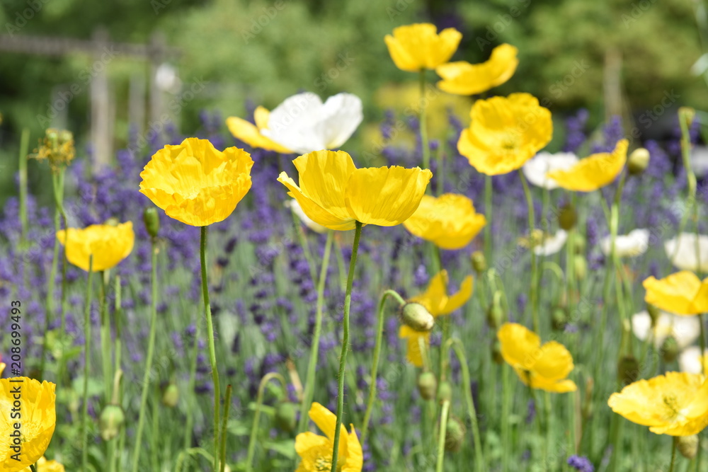 flower flower