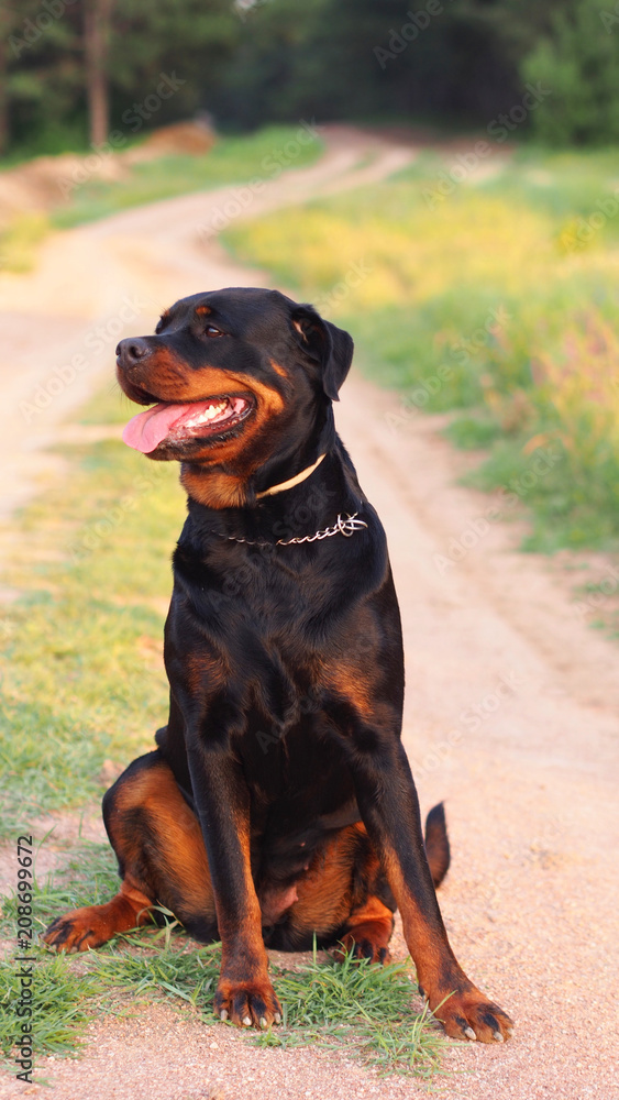 Rottweiler dog sitting on the road Rottweiler dog sitting on the road