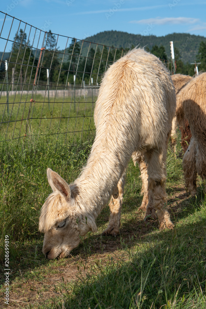 Fototapeta premium Alpacas on a farm in Southern Oregon