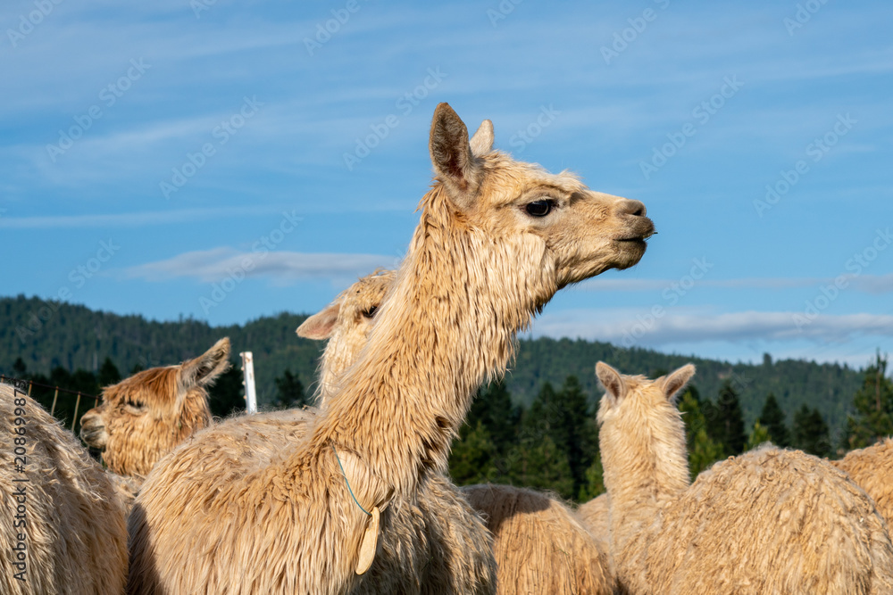 Fototapeta premium Alpacas on a farm in Southern Oregon