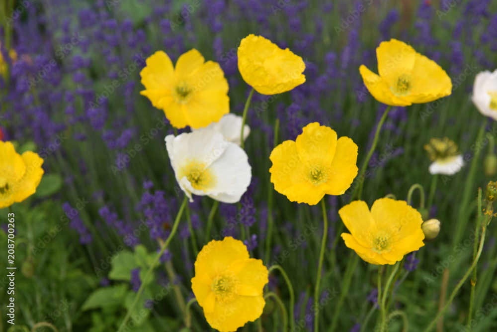 flower flower