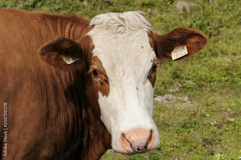 Kuh auf der Weide bei Kaprun, Salzburg, Österreich, Europa