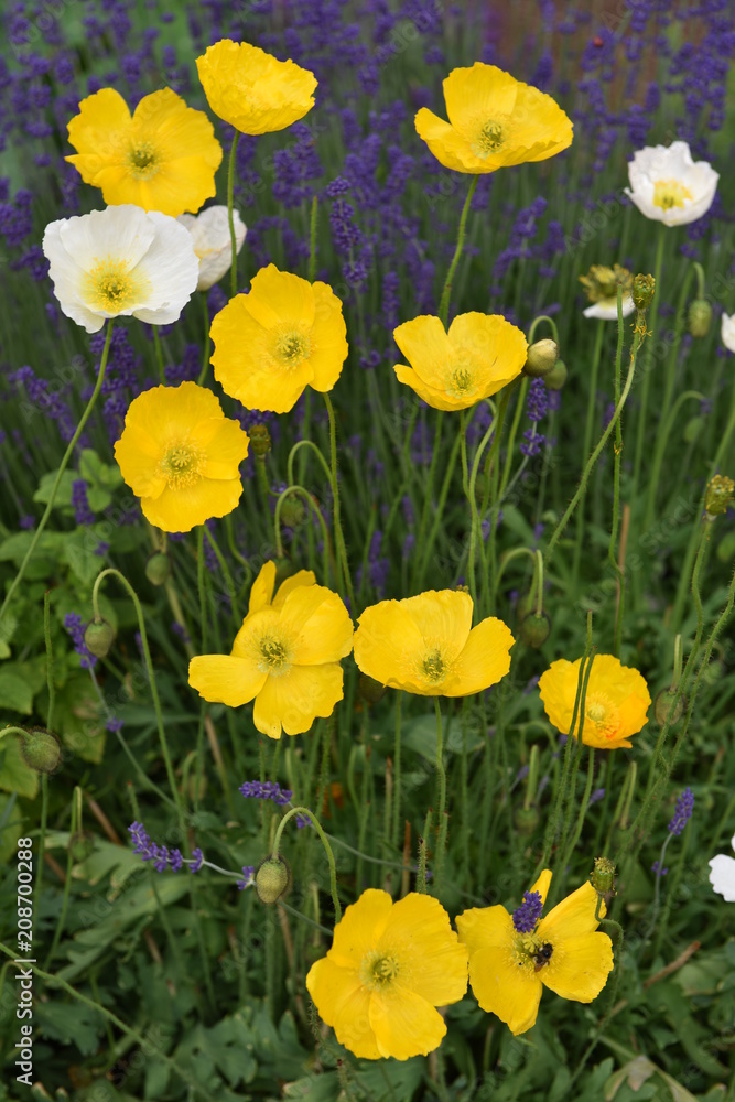 Obraz premium flower