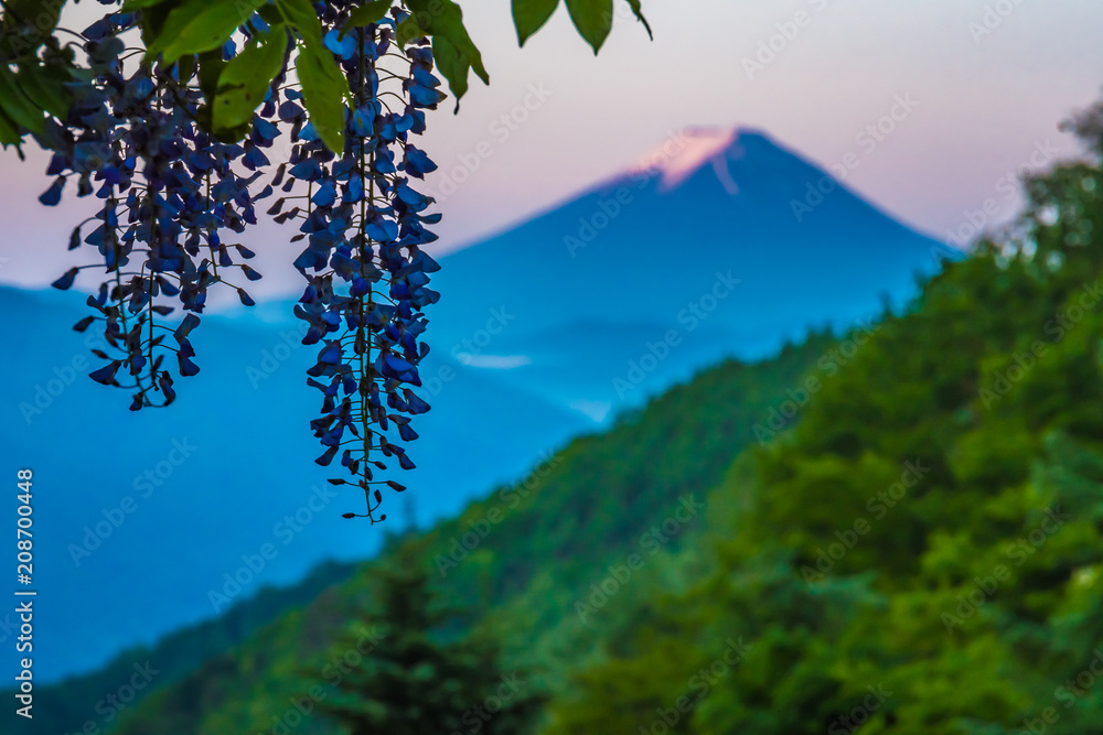 朝焼けの富士山と藤の花 Stock Photo Adobe Stock