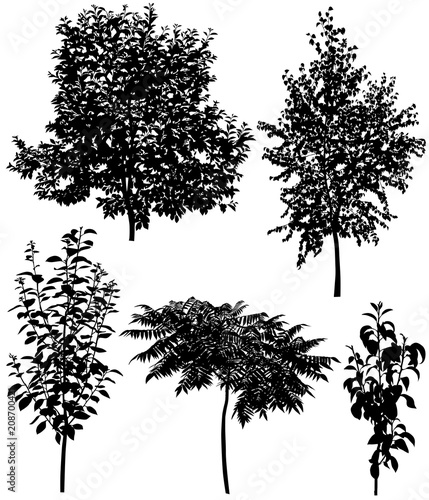 Collection of silhouettes of different species of trees: cherry, pear, plum, birch, sumac