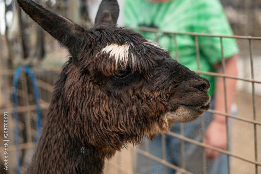 Fototapeta premium Alpaca with white eyebrows